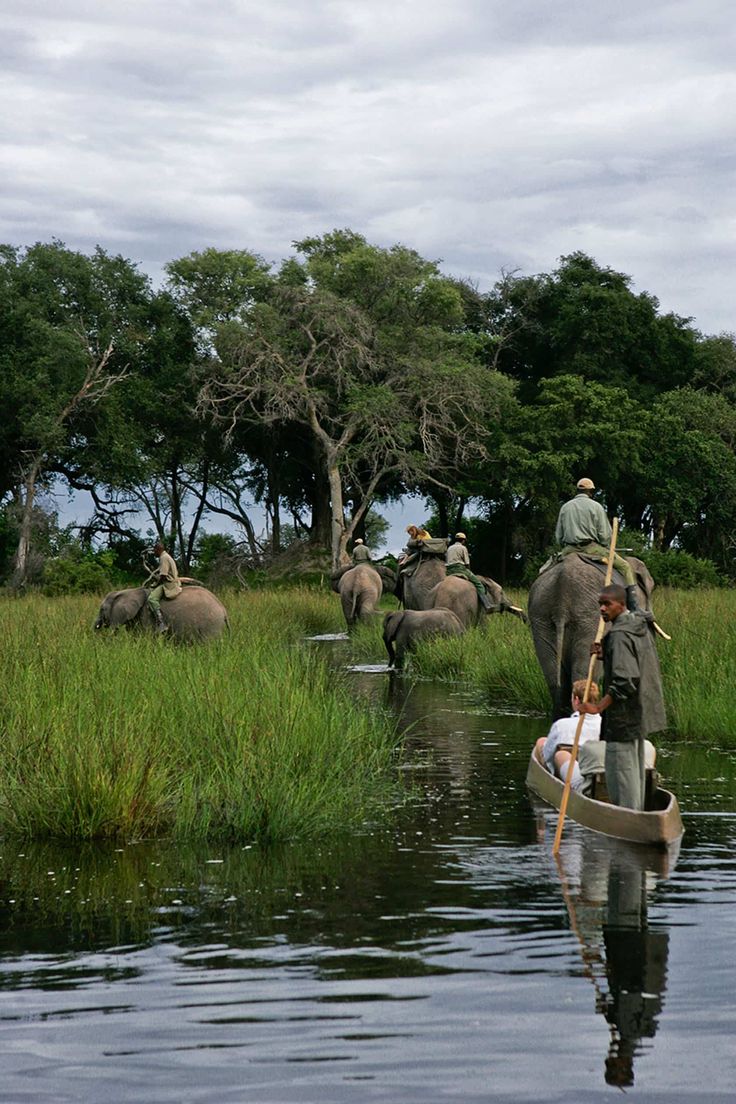 Botswana Safari
